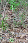 Greenvein ladies tresses